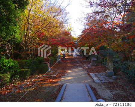 兵庫県立甲山森林公園の紅葉 72311186