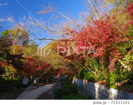 兵庫県立甲山森林公園の紅葉 72311191
