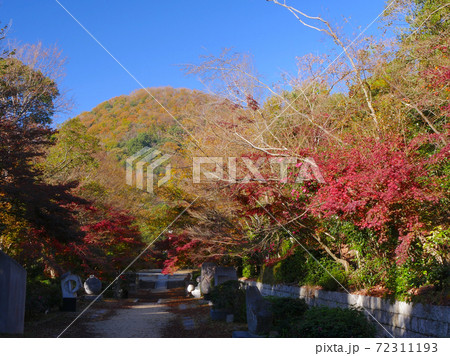 兵庫県立甲山森林公園の紅葉 兵庫県立甲山森林公園の紅葉 72311193
