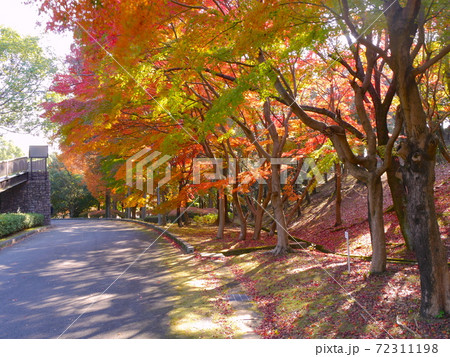 兵庫県立播磨中央公園の紅葉 72311198
