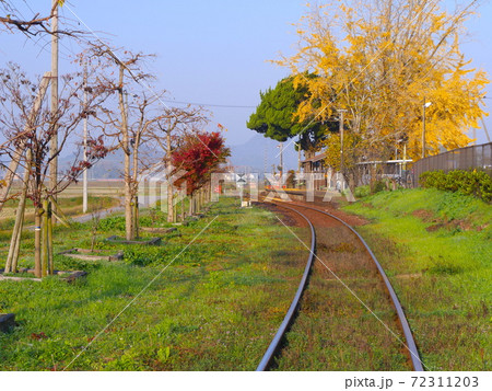 北条鉄道、網引駅（あびきえき）と大イチョウ「景観形成重要樹木」 72311203