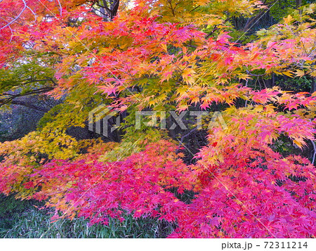 甲山の紅葉 72311214