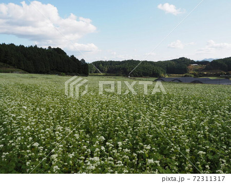 蕎麦の花畑 蕎麦の花畑 72311317