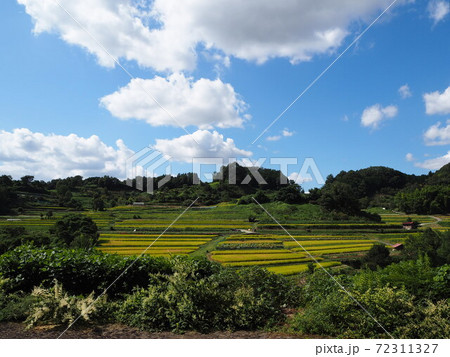 初秋の稲渕の棚田 初秋の稲渕の棚田 72311327