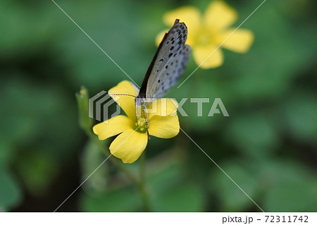 ヤマトシジミチョウ　カタバミの花の蜜を吸っている　正面から 72311742