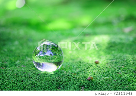 苔庭の魅惑29 72311943