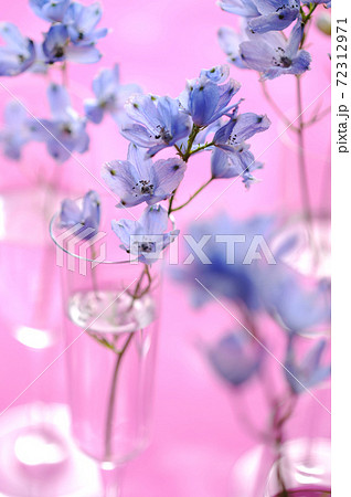 デルフィニウム デルフィニウム 72312971