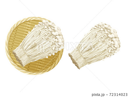 えのきたけのイラスト えのきたけのイラスト 72314023