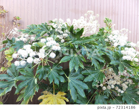 縁起物の庭木ヤツデの花 縁起物の庭木ヤツデの花 72314186