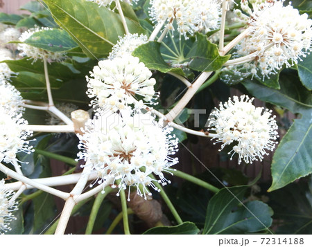 縁起物の庭木ヤツデの花 縁起物の庭木ヤツデの花 72314188