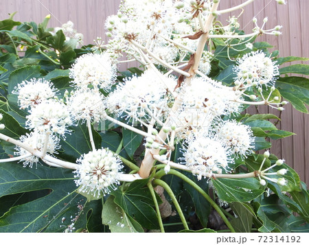 縁起物の庭木ヤツデの花の写真素材