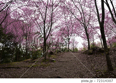 熊野若王子神社　桜花苑　陽光桜 72314307