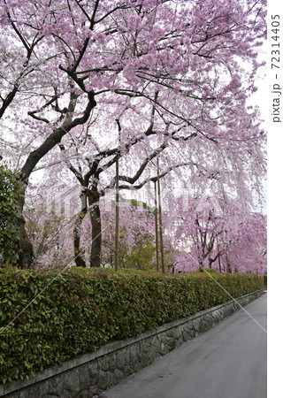 清流亭　枝垂れ糸桜 72314405