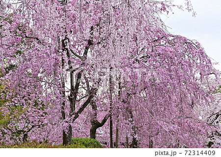 清流亭 枝垂れ糸桜 清流亭 枝垂れ糸桜 72314409