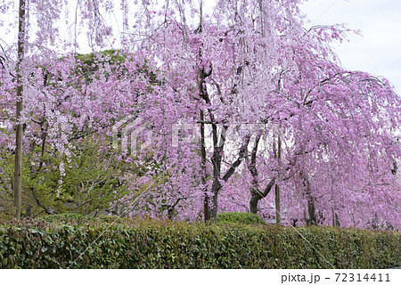 清流亭　枝垂れ糸桜 72314411