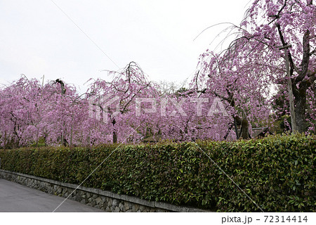 清流亭 枝垂れ糸桜 清流亭 枝垂れ糸桜 72314414