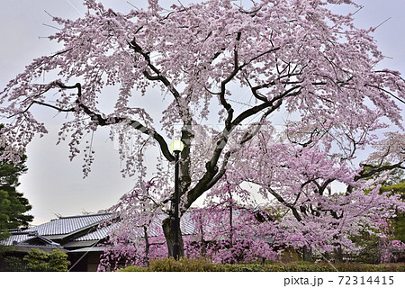 清流亭 枝垂れ糸桜 清流亭 枝垂れ糸桜 72314415