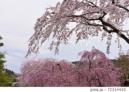 清流亭　枝垂れ糸桜 72314420