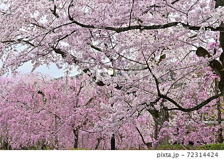 清流亭 枝垂れ糸桜 清流亭 枝垂れ糸桜 72314424
