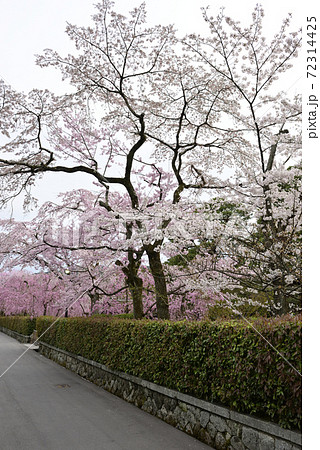 清流亭 枝垂れ糸桜 清流亭 枝垂れ糸桜 72314425
