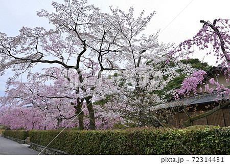 清流亭　枝垂れ糸桜 72314431