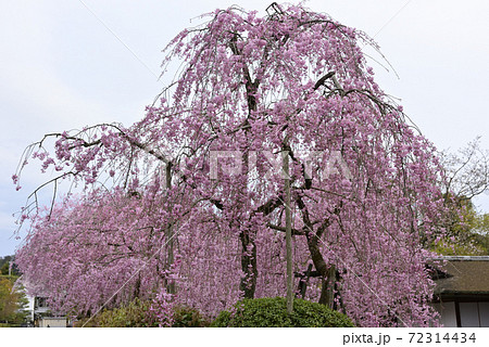 清流亭 枝垂れ糸桜 清流亭 枝垂れ糸桜 72314434