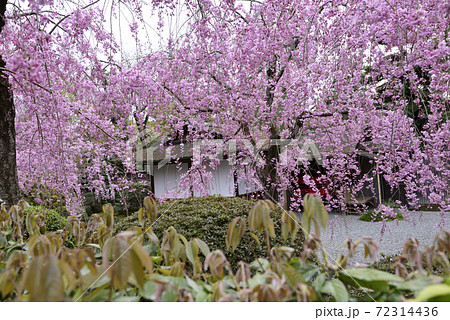 清流亭　枝垂れ糸桜 72314436