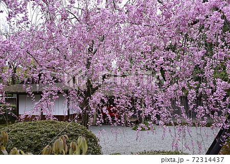 清流亭　枝垂れ糸桜 72314437