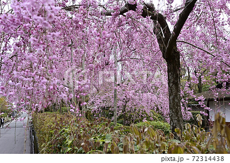 清流亭 枝垂れ糸桜 清流亭 枝垂れ糸桜 72314438