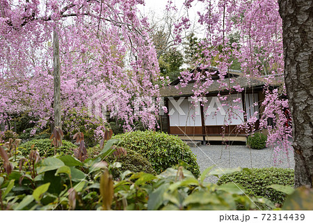 清流亭 枝垂れ糸桜 清流亭 枝垂れ糸桜 72314439