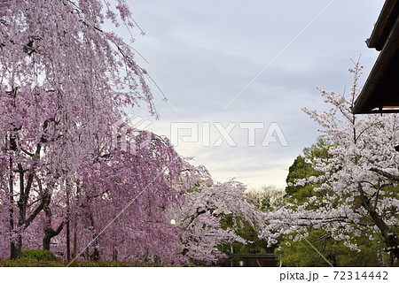 清流亭 枝垂れ糸桜 清流亭 枝垂れ糸桜 72314442