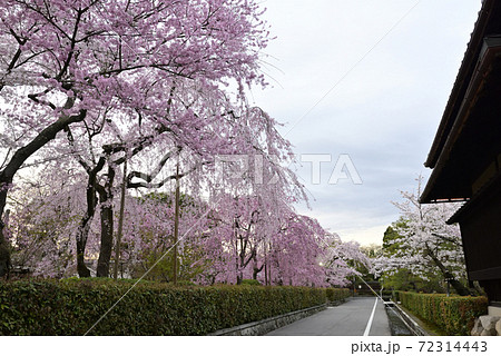 清流亭　枝垂れ糸桜 72314443