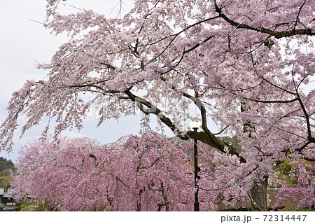 清流亭 枝垂れ糸桜 清流亭 枝垂れ糸桜 72314447
