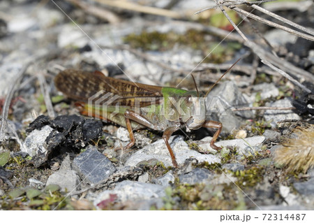 トノサマバッタ 72314487