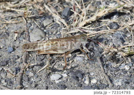 トノサマバッタ 72314793