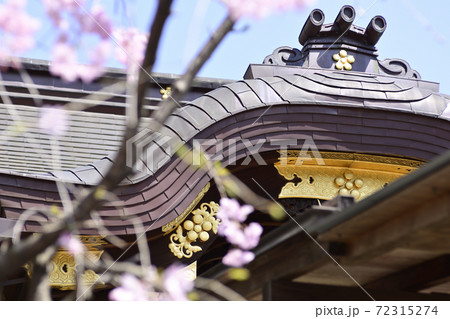 菅原院天満宮神社 桜 菅原院天満宮神社 桜 72315274