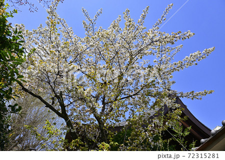 菅原院天満宮神社　桜 72315281