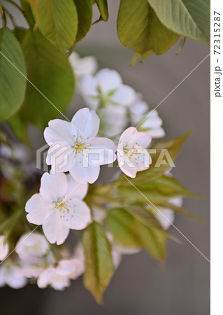 菅原院天満宮神社 桜 菅原院天満宮神社 桜 72315287