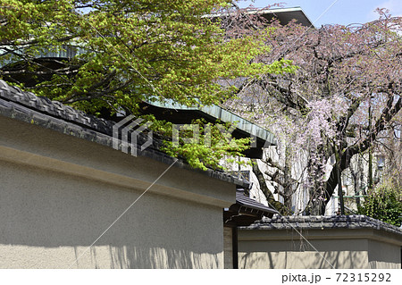 有栖川宮旧邸　枝垂れ桜 72315292