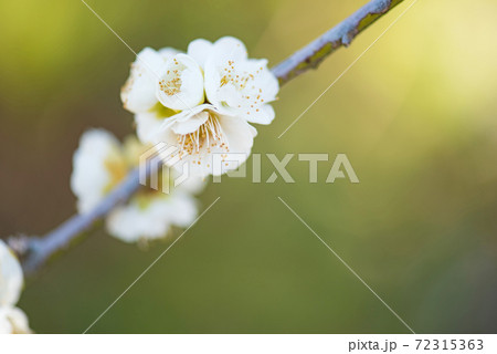 梅の花 72315363