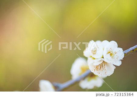 梅の花 72315364