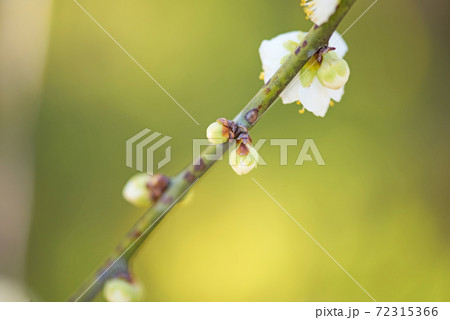 梅の花 72315366