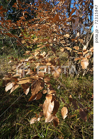 ヤマコウバシ 冬でも枯れ葉が“落ちない”縁起のいい落葉樹 ヤマコウバシ 冬でも枯れ葉が“落ちない”縁起のいい落葉樹 72315847