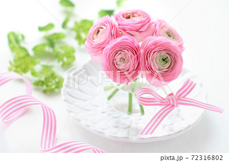 ピンクのラナンキュラスの写真素材