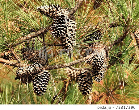 大王松（ダイオウショウ）の大きな松ぼっくりの写真素材 [72317396