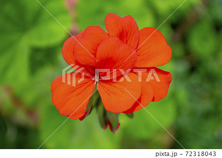 鮮やかな赤いゼラニウムの花の写真素材