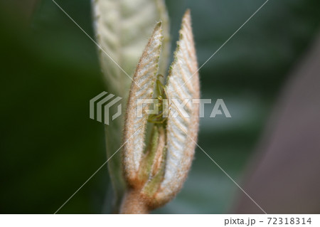 枇杷の新芽と昆虫 72318314