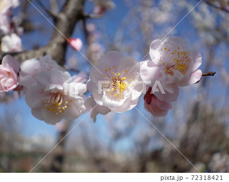 木漏れ日の寒桜 木漏れ日の寒桜 72318421