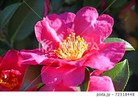 サザンカ(山茶花) サザンカ(山茶花) 72318448