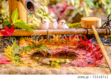 【秋】柳谷観音の花手水 【秋】柳谷観音の花手水 72318711